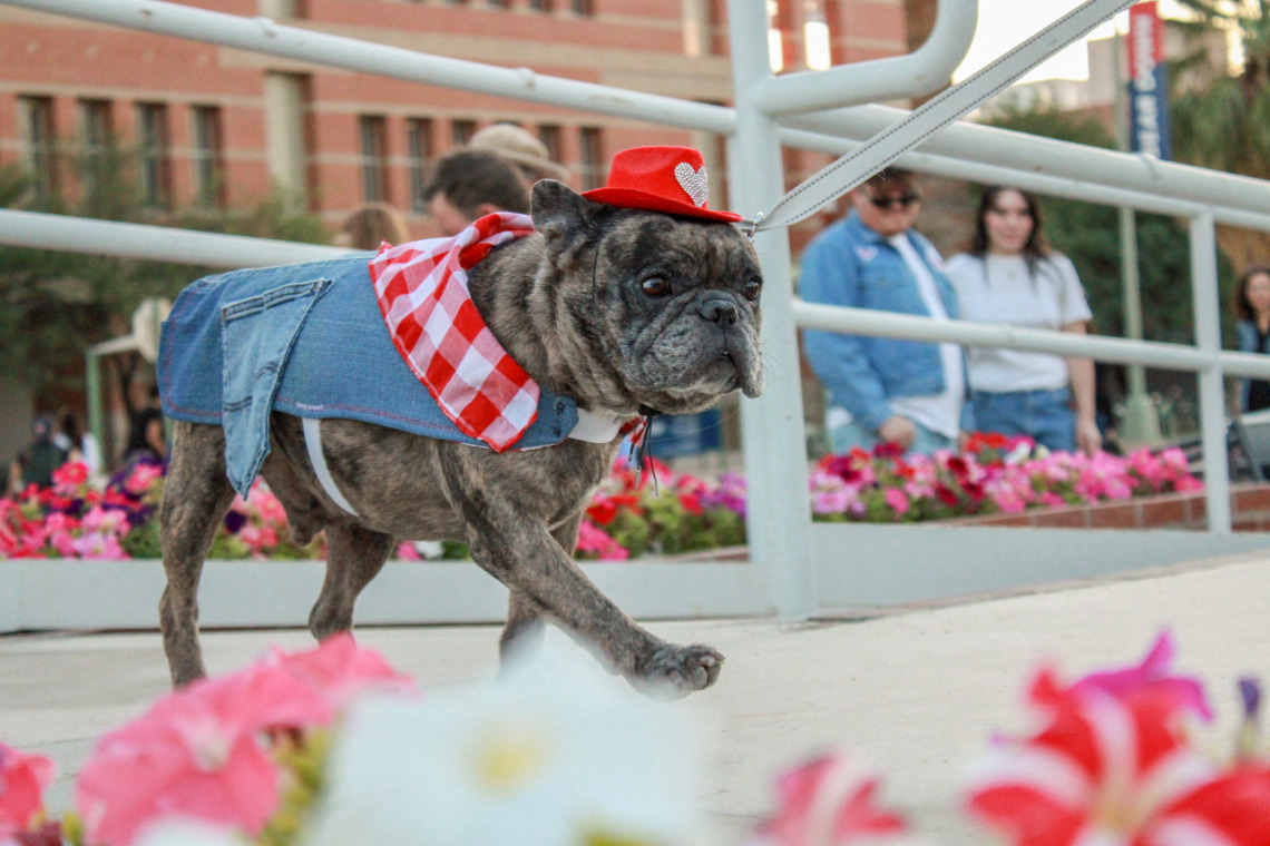 Bull dog wearing denim jacket and red cowboy hat walking across a stage