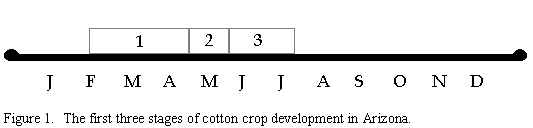Figure 1.  Graph of the first three stages of cotton crop development in Arizona. (1 from February to mid April, 2 from mid April to mid-late May, 3 from mid-late May to mid July)