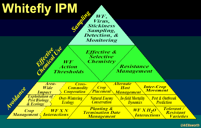 Graph of a pyramid of factors that make up whitefly IPM (main sections are Avoidance, Effective Chemical Use and Sampling).