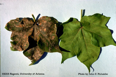 Leaf mining on cotton by leafminers