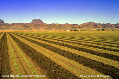 Seedling lettuce plants at stand establishment in desert production