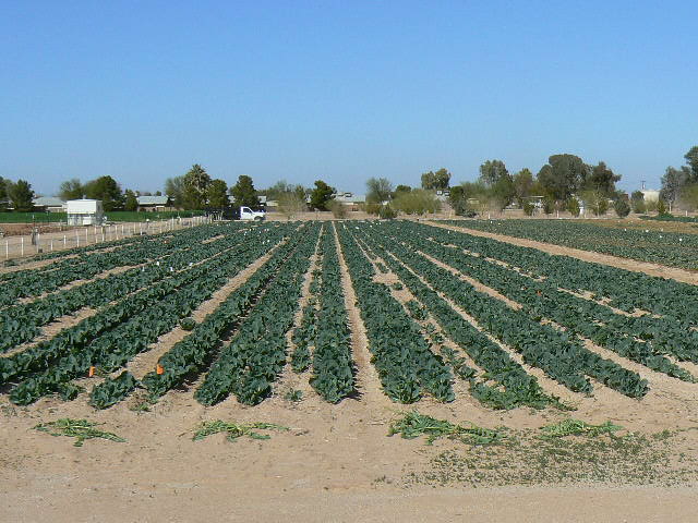 organic sdi cabbage 2009