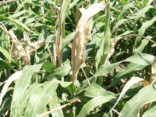 Picture of a damaged (dead and brown) sorghum terminal.