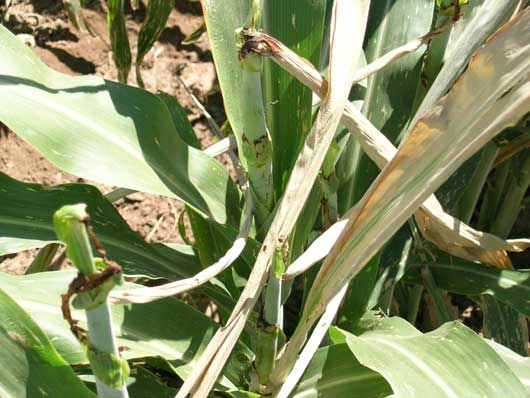 Picture of a damaged sorghum terminal