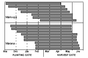 Graph of harvest dates for various planting dates at Marana and Maricopa