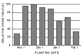 Column graph of grain yield vs planting date.