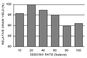 Column graph of grain yield vs seeding rate.