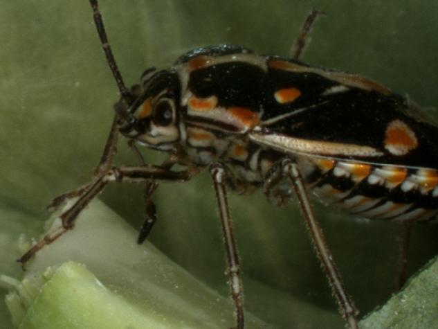 Bagrada Bug Adult