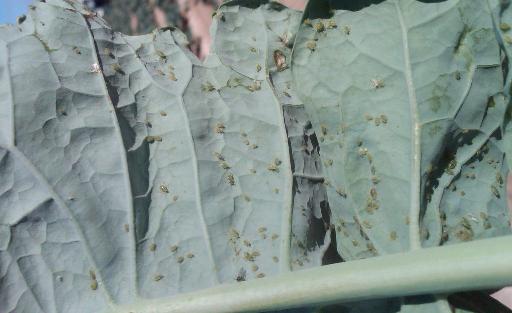 Green Peach Aphid in Broccoli