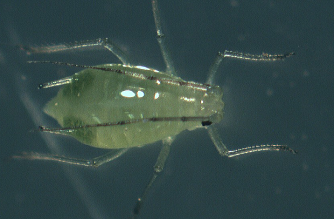 Foxglove Aphids Showing Up in Desert Produce, 2013