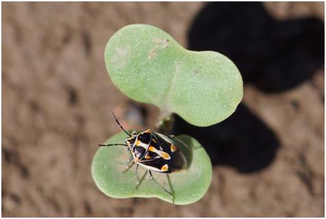 Bagrada bug on a newly emerged seedling