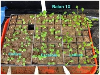 Plants treated with 1x Balan