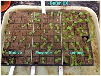 Plants treated with 2x Balan