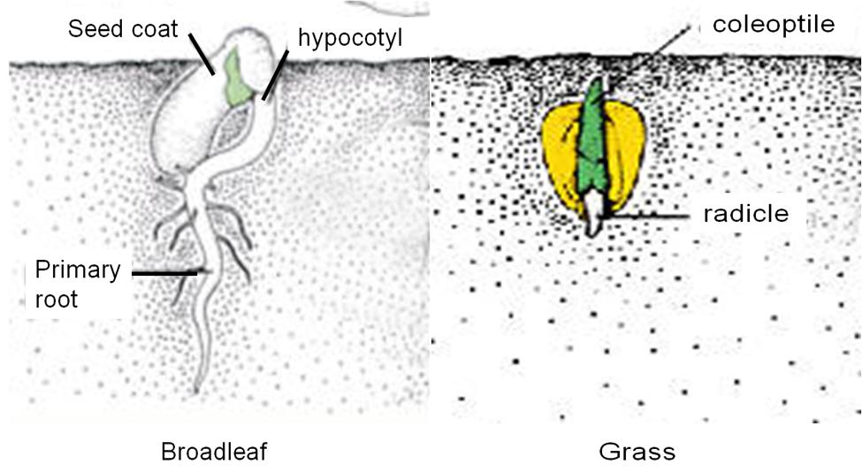 Seed Germination Diagram