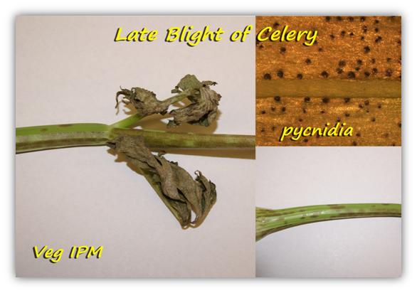 Late Blight of Celery