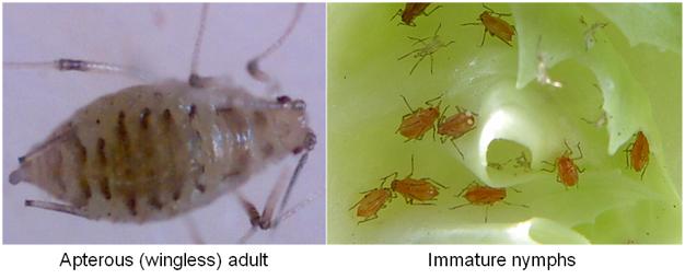 Lattuce Aphids, apterous adult and immature nymphs