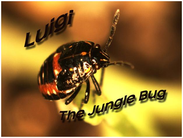 Luigi, The Jungle Bug Video