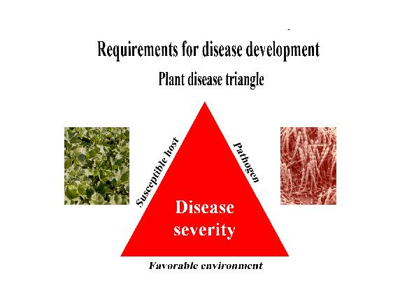 Requirements for disease development