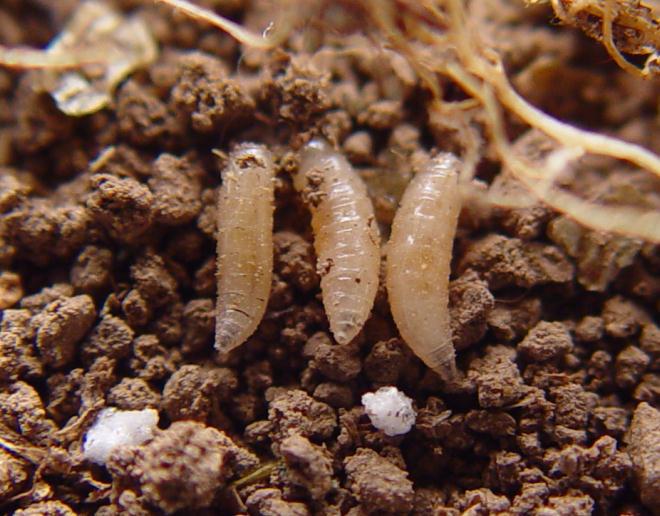 Seed Corn Maggot Larvae
