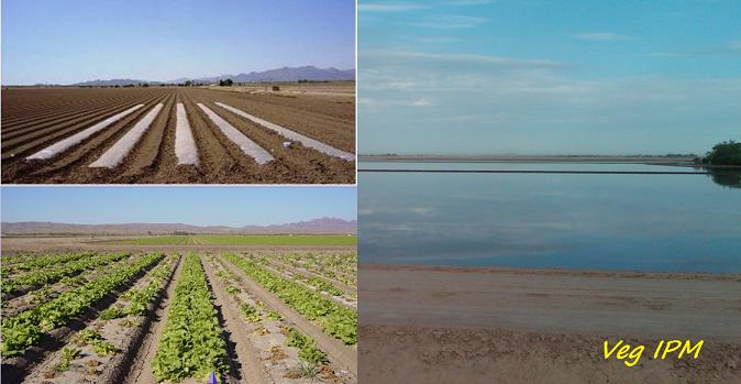 Solarization Trial and Flooding for Sclerotinia Control