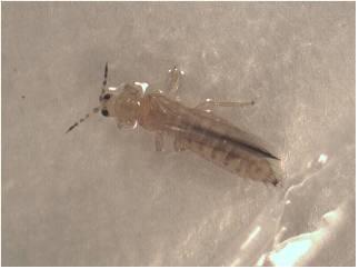 Western Flower Thrips adults on sticky trap