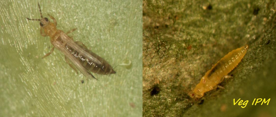Thrips adult and larva