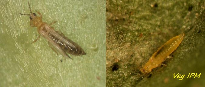 Western Flower Thrips adult and larva  (Frankliniella occidentalis)